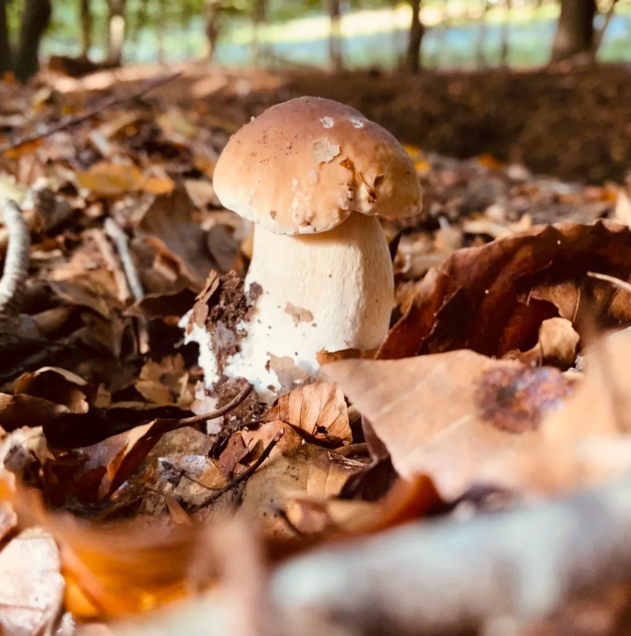 actrice-ksenia-zoekt-paddenstoelen-in-nederland-eekhoorntjesbrood-is-favoriet.jpg